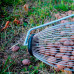 Ролл для сбора грецкого ореха, орехосборник, плодосборник